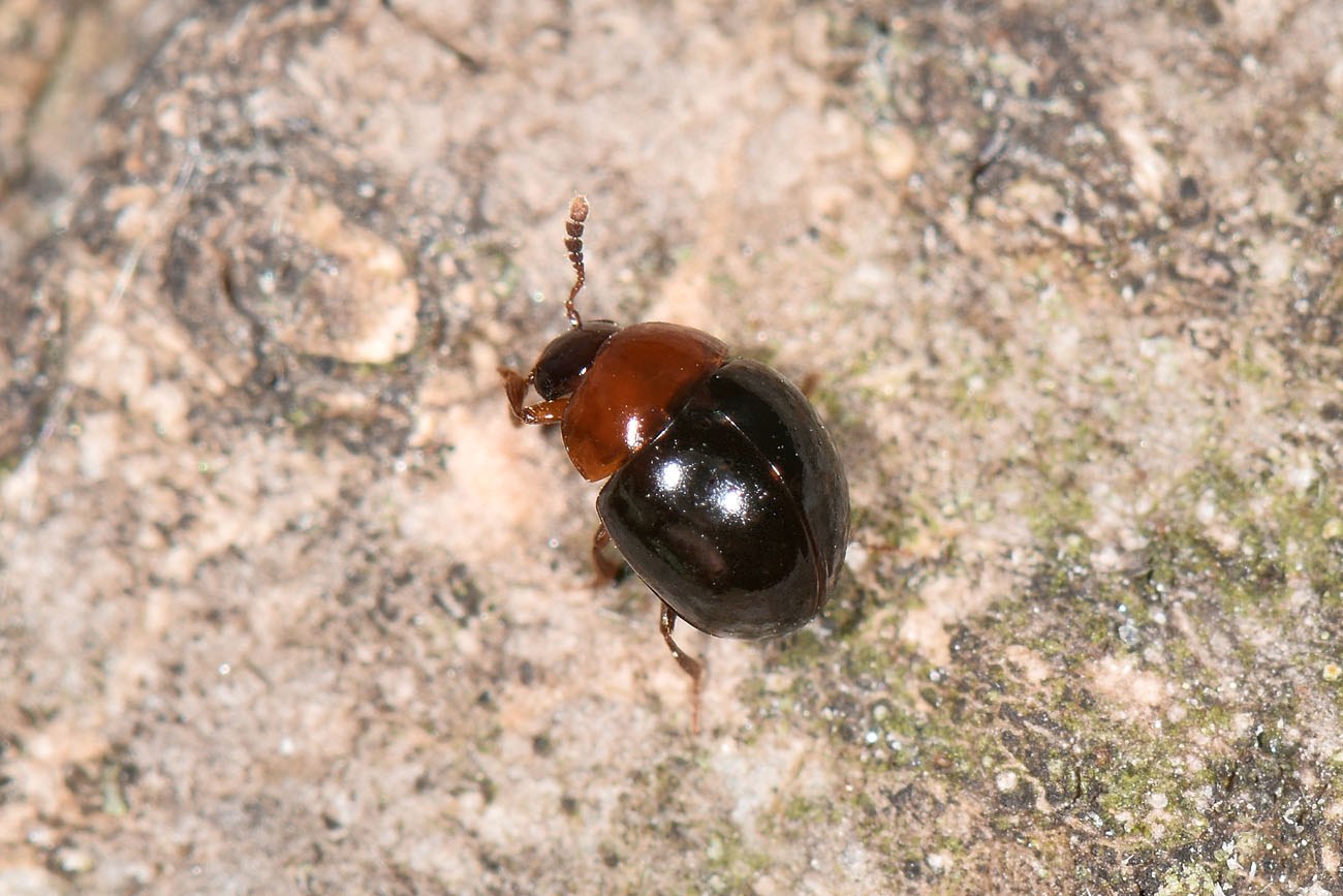 Amphicyllis globus, Leiodidae